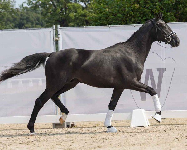 horse Tiptoe (Hanoverian, 2022, from Total Diamond PS)
