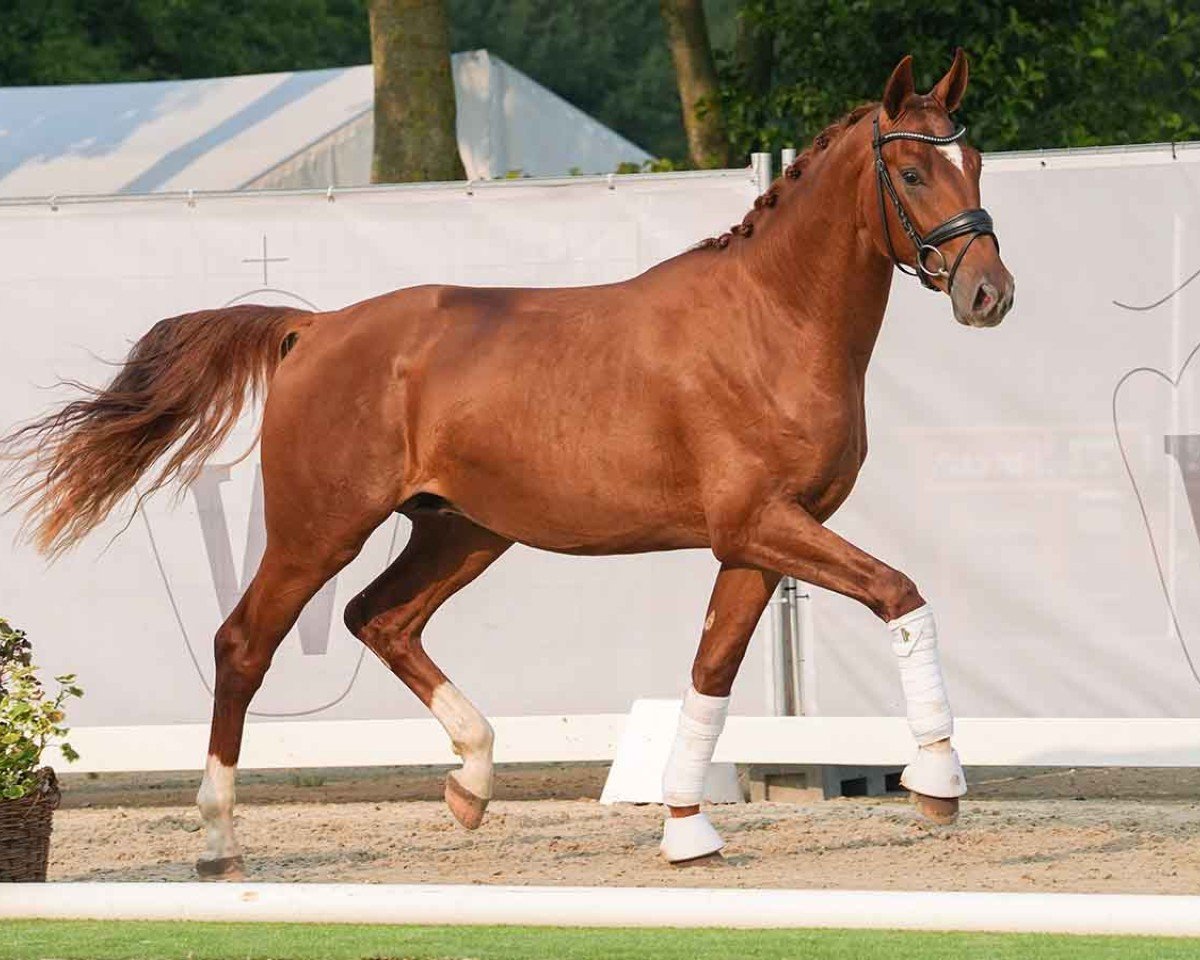 horse Totales Glück LPH (German Sport Horse, 2022, from Total Diamond PS)