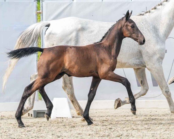 horse Don (Westphalian, 2024, from Drako de Maugre)