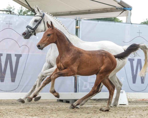 Pferd Cordon Blue (Westfale, 2024, von Cornet Obolensky)