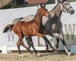 horse Dia Dalina (Westphalian, 2024, from Dia Corrado)
