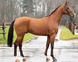 stallion Agamon (Westphalian, 2018, from Aganix du Seigneur)