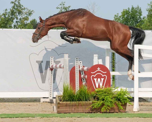 horse Costa's Dorfkind (Westphalian, 2022, from Casallco)