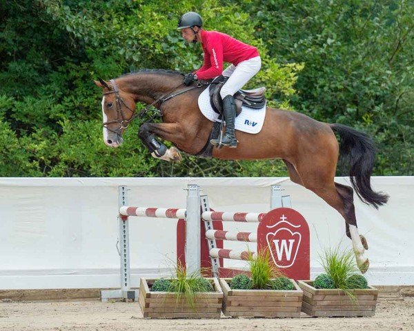 horse Miss Million (Holsteiner, 2020, from Million Dollar)