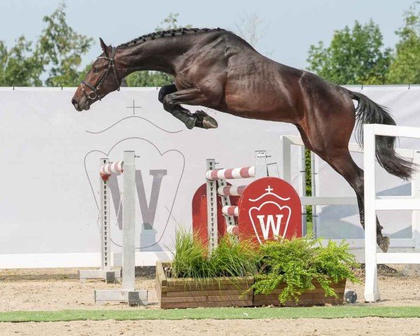 horse Champion (Westphalian, 2022, from Cornado NRW)