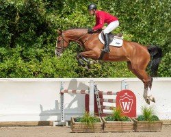 broodmare Hello Beauty (Oldenburg show jumper, 2020, from Baggio 17)