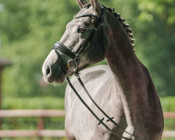 Pferd Louis (Oldenburger Springpferd, 2020, von Levisto Z)
