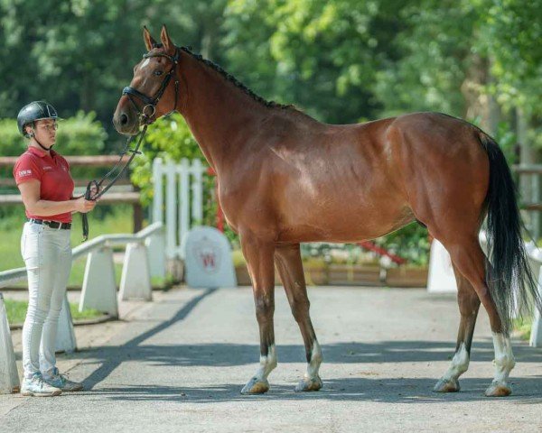 Pferd Exclusive SR Z (Zangersheide Reitpferd, 2020, von Emerald van 't Ruytershof)