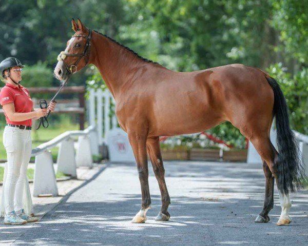 Pferd Funky Lou (Belgisches Warmblut, 2020, von Foncetti vd Heffinck)