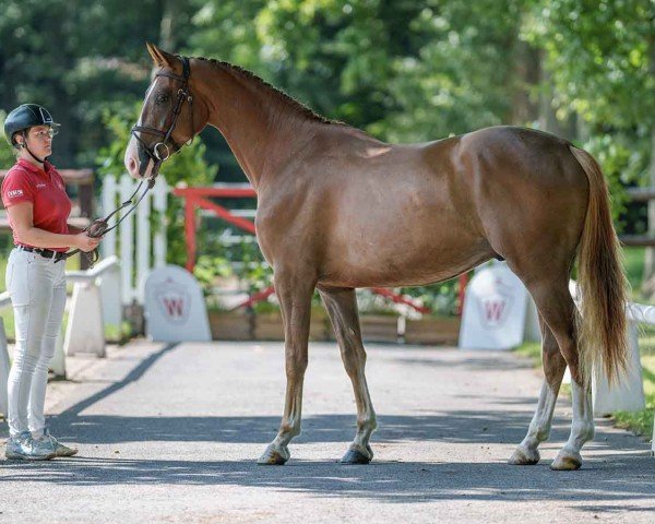 horse Sensation Red (Westphalian, 2020, from Sandro Junior)