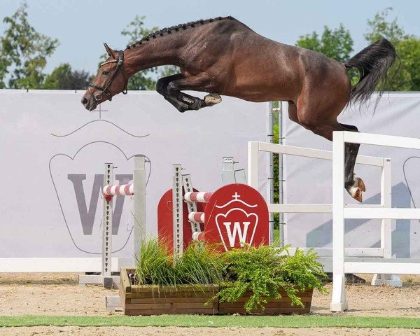 horse Der darf das (Westphalian, 2022, from Durantos)