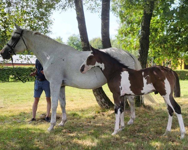 horse Diador (Westphalian, 2024, from Diamant van Klapscheut Z)