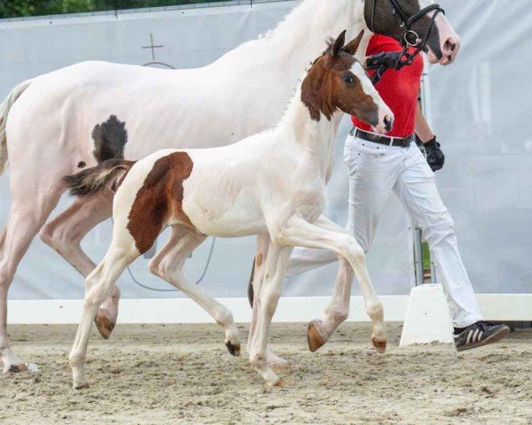 horse Top Extrazauber (Westphalian, 2024, from Escaneno)