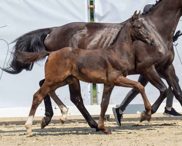 Horse Craboom (Westphalian, 2024, from Cornet Obolensky)