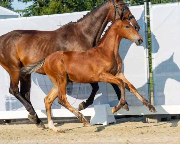 horse PK Canberra (Westphalian, 2024, from Carrera VDL)
