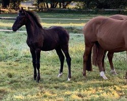 horse Hengst von Golden Grey NRW / Can Dance (German Riding Pony, 2024, from Golden Grey NRW)