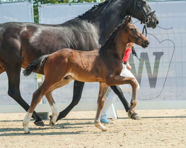 horse Victory (Westphalian, 2024, from Velvedere)