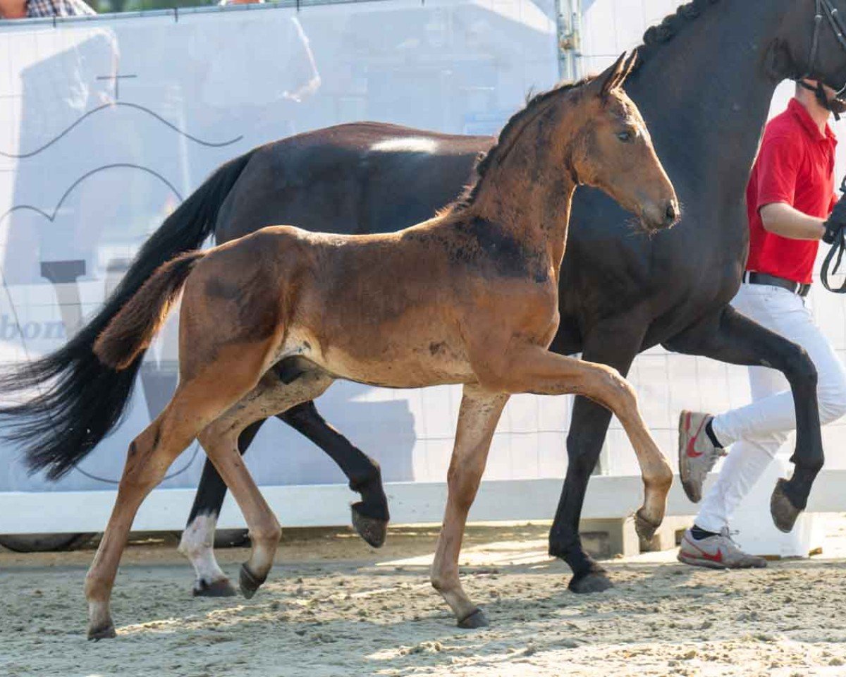 horse Symfonisk B (Westphalian, 2024, from Shynedo)
