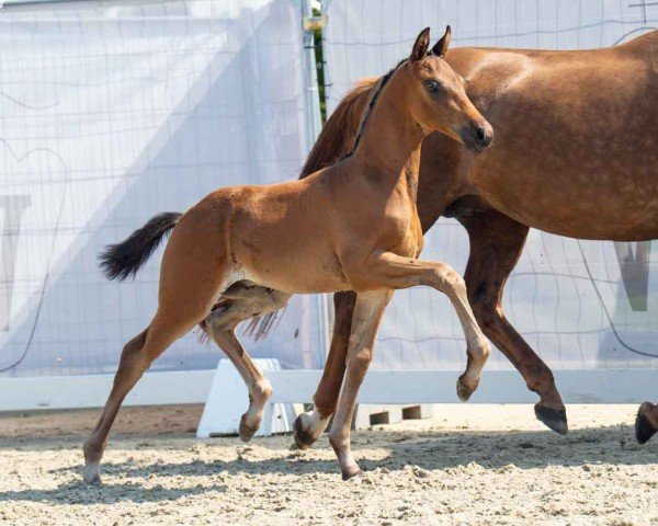 Pferd Don Domingo (Westfale, 2024, von Dynamic Dream)