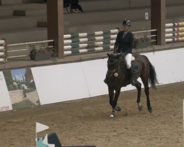 Reitturnier Neuwied 2024