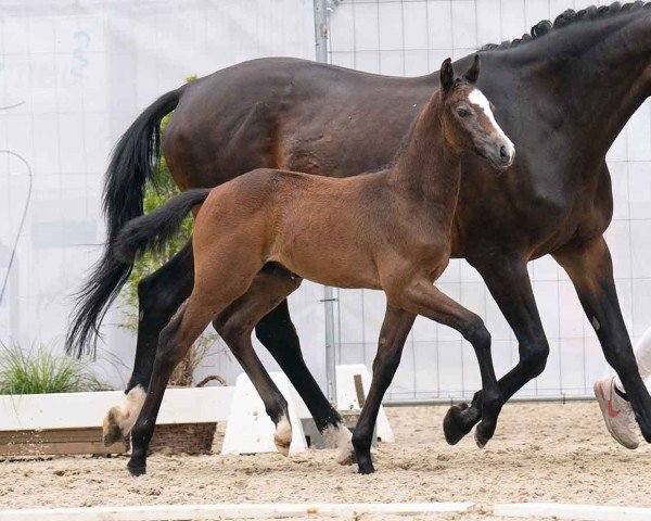 Pferd Unbelievable (Westfale, 2024, von Untouchable)