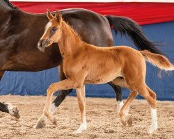 Pferd Bellisima Volpe (Oldenburger, 2024, von Bon Courage 4)