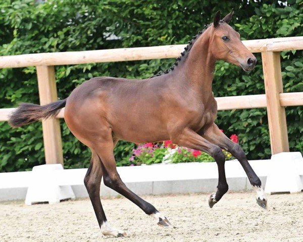 horse Dark Blue (Oldenburg show jumper, 2024, from Diarado)
