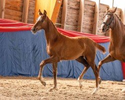 Pferd Doloris (Oldenburger, 2024, von Dynamic Dream)