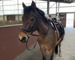 dressage horse Lucy 644 (German Riding Pony, 2007)