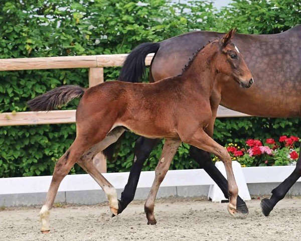 horse Toskana (Oldenburg show jumper, 2024, from Tobaro)