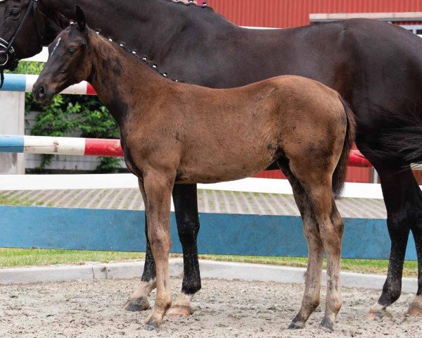 horse Glamouress (Oldenburg, 2024, from Glamourdale) horse Glamouress (Oldenburg, 2024, from Glamourdale)