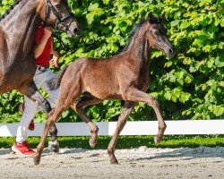 Pferd Happy Princess (Deutsches Reitpony, 2024, von Herzgold D NRW)