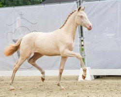 horse Golden Angel B (German Riding Pony, 2024, from Gold Garant)
