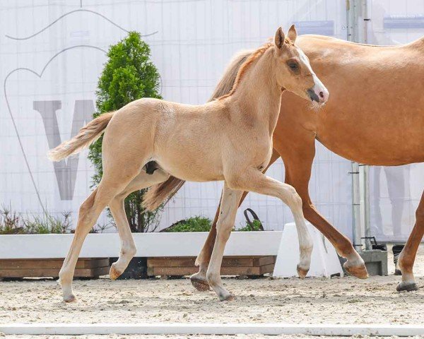 horse Kölhorsts Nostradamus (German Riding Pony, 2024, from Neverland WE)