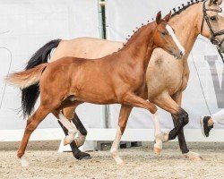 Pferd Dance with Me ML (Deutsches Reitpony, 2024, von Dream Date 7)