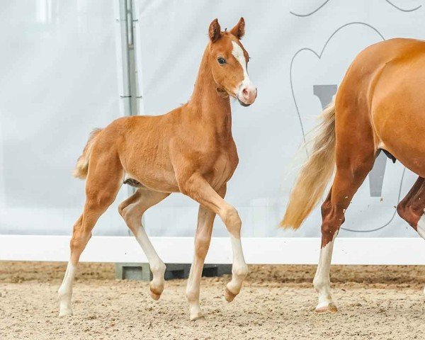 Pferd Masterclass K (Deutsches Reitpony, 2024, von Hesselteichs Movie Maker)