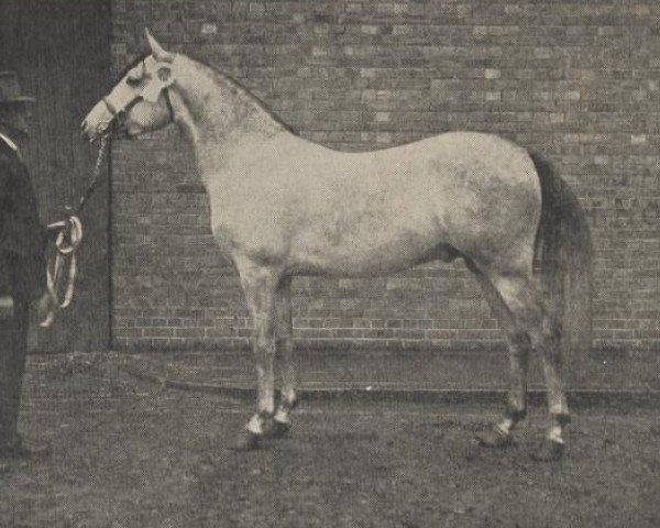 stallion Almulid ox (Arabian purebred, 1923, from Skowronek 1909 ox) stallion Almulid ox (Arabian purebred, 1923, from Skowronek 1909 ox)