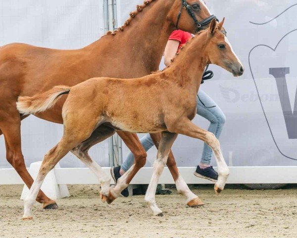 Pferd Dazzling Gold (Deutsches Reitpony, 2024, von D-Gold AT NRW)