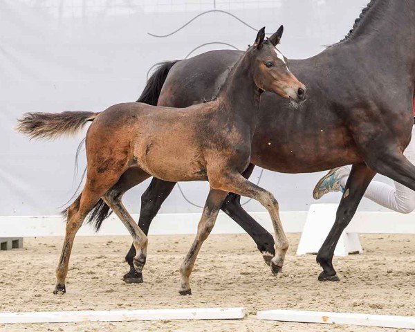 Pferd Niekee (Deutsches Reitpony, 2024, von Neverland WE)