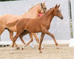 horse Dreamcatcher PW (unknown, 2024, from Damenstolz A)