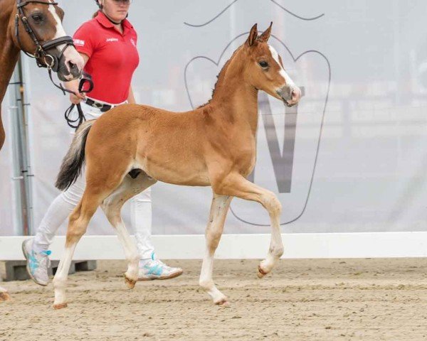 horse Charly Brown W (German Riding Pony, 2024, from Chattanooga)