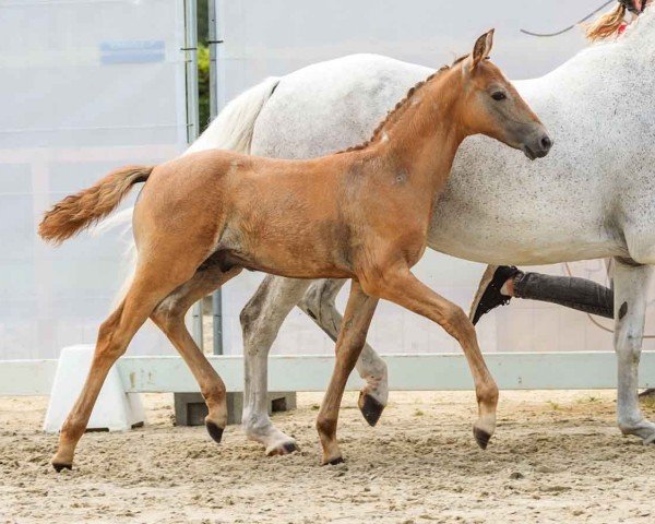 horse Dark Night (German Riding Pony, 2024, from Del Piero 25)