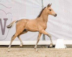 Pferd Gian Carlo (Deutsches Reitpony, 2024, von Golden Daim F)