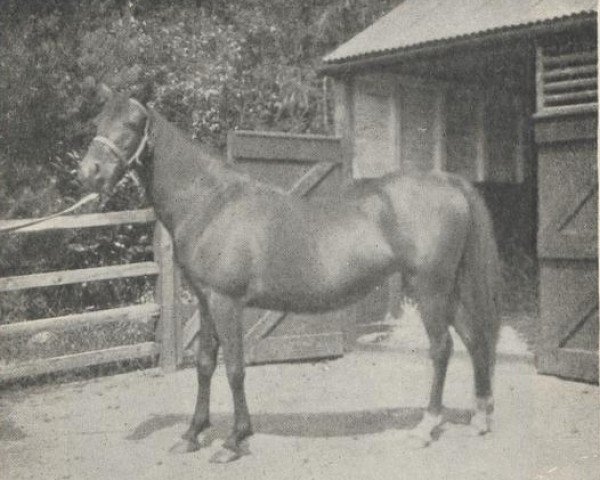 broodmare Arusa ox (Arabian purebred, 1915, from Rustem 1908 ox)