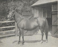 broodmare Arusa ox (Arabian purebred, 1915, from Rustem 1908 ox)