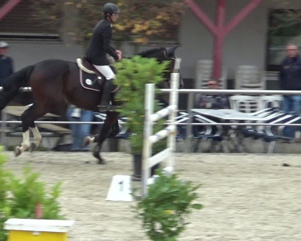 Reitturnier Achern 2024