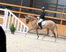 Pferd Dream Davina (Deutsches Reitpony, 2021, von Dancing Fox 2)