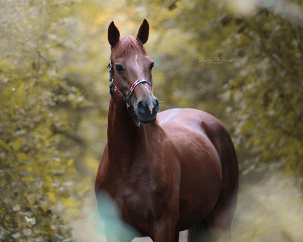 Springpferd Halston Julia (Irish Sport Horse, 2017, von Kirrin Malchi)