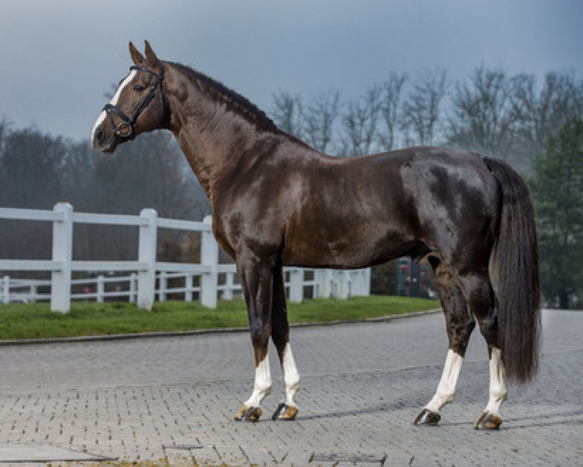 stallion Albführen's Vivaldi van de Kampel (Belgian Warmblood, 1998, from Darco)