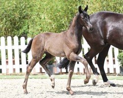Pferd Elfenpracht (Oldenburger, 2024, von Dynamic Dream)